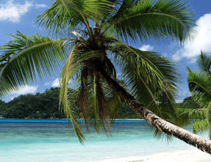 Seychelles plage palmiers