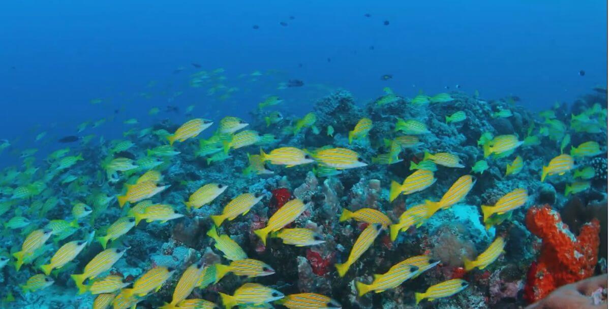 sous-marines de l'atoll d'Aldabra