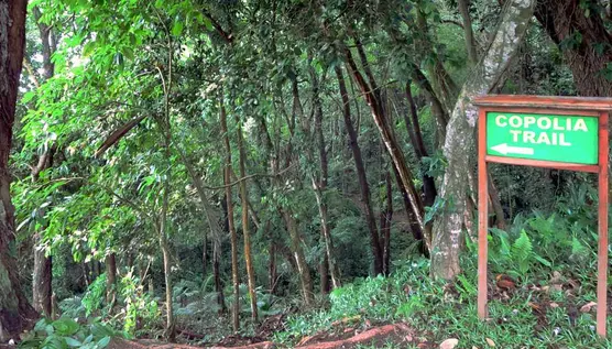Sentier de Copolia aux Seychelles