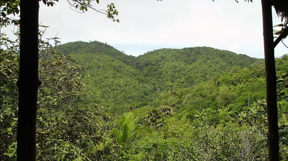 Vallée de Mai aux Seychelles